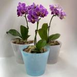Горшок для цветов InGreen London Orchid, 1,6 л, белый перламутровый