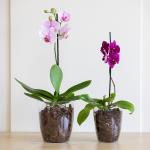 Кашпо для орхидеи Альтернатива, 1,4 л, прозрачное